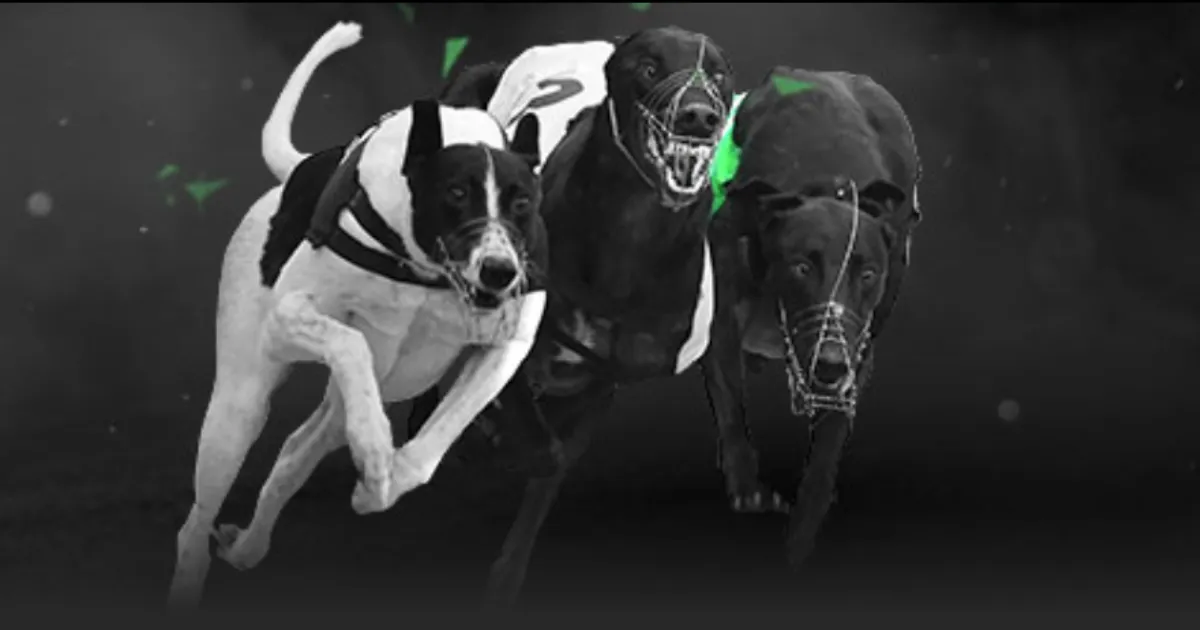 安切洛蒂,若获,亿美元沙特,pa真人,国际官网,pa真人官网,PlayAce